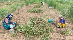 groundnut-yield-80-affected-on-krishnagiri-groundnut-oil-price-likely-to-rise