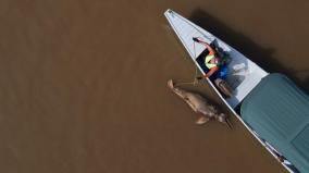 more-than-100-dolphins-found-dead-in-brazilian-amazon-as-water-temperatures-soar