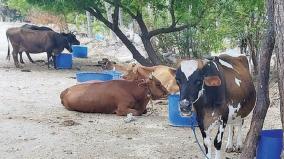 when-is-vaccination-for-cattle-in-tamil-nadu