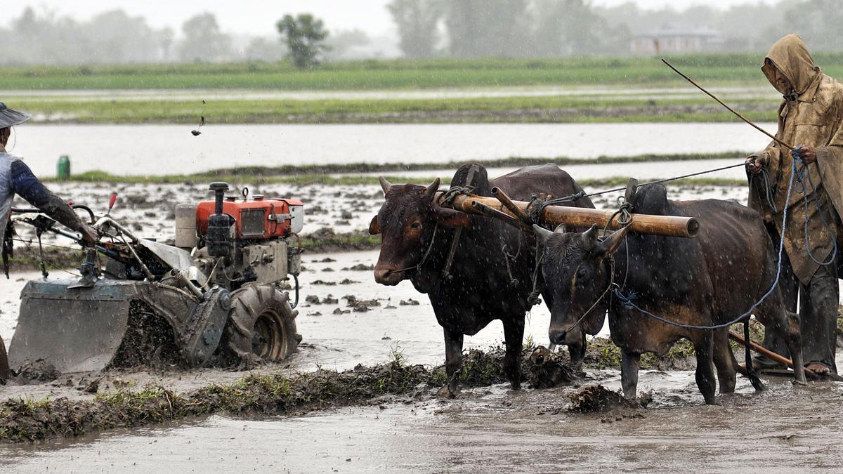  மணிப்பூர் விவசாயிகளுக்கு ரூ.38 கோடி இழப்பீடு: மத்திய அரசு வழங்குகிறது | Rs 38 crore compensation to Manipur farmers Central government provides