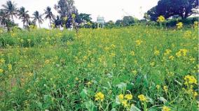 cultivation-of-mustard-as-an-inter-crop