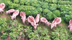 elephants-are-driven-into-the-forest