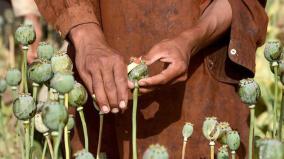 200-quintal-opium-seized-in-maharashtra