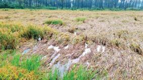 kanyakumari-rain-soaked-paddy-crops-are-sprouts-causing-heavy-losses