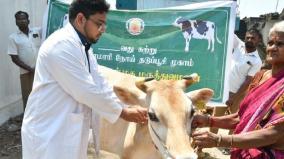 madurai-september-vaccinations-due-for-month-have-not-yet-been-sent-komari-disease-risk-on-cattle