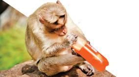 changing-the-eating-habits-of-monkeys