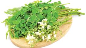 moringa-is-the-first-of-greens