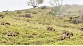 nilgiri-tahr-day