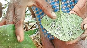 mealy-bug-attack-on-betel-leaves-in-kumbakonam