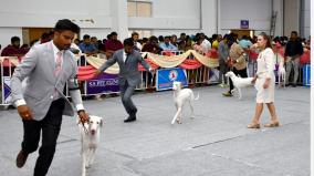 madurai-dog-exibition