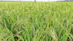theni-district-the-paddy-yield-for-the-first-time-is-enormous