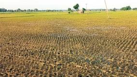 100-acres-affected-by-a-strange-disease-in-kumbakonam