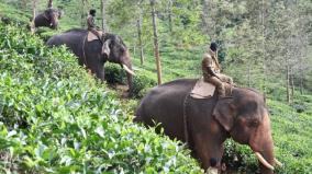 kumkis-summoned-to-drive-away-wild-elephants-on-pandalur