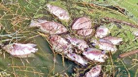 dead-fish-floating-in-the-tirupathur-lake