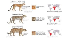cheetah-an-introduction