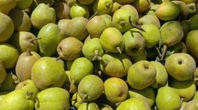 pear-crop-affected-by-bats-kodaikanal-farmers-worried