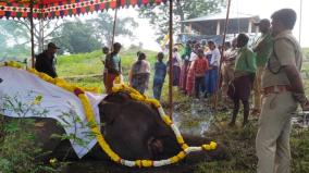 mudumalai-moorthy-magna-elephant-died