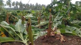 2000-banana-trees-were-cut-and-sloped-near-paramathi-vellore