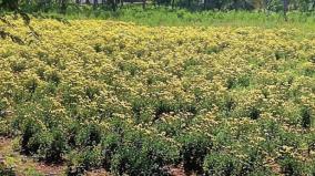 dharmapuri-farmers-are-worried-due-to-fall-on-price-of-yellow-marigold-flower