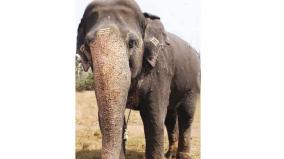 death-of-magna-elephant-murthi-on-theppakadu-camp