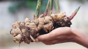 profit-lost-in-paddy-will-be-gained-in-ginger-farmers