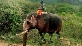 elephant-pushed-the-jeep-carrying-the-workers-over-uncontrol-of-pagan-on-mudumalai