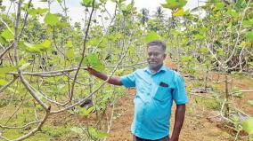 fig-cultivation-in-organic-farming