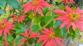kodaikanal-strange-plant-whose-green-leaves-turn-red-tourists-amazed