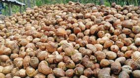 coconut-prices-rise-due-to-festivals-krishnagiri-coconut-farmers-happy