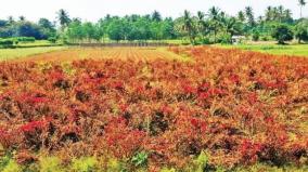 increase-on-yield-due-to-climate-change-fall-on-kozhikode-flower-prices-on-hosur