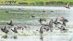 a-chance-to-see-12-thousand-birds-madurai