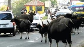 wild-cows-are-increasing-in-kodaikanal-city