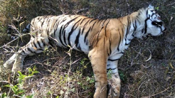 Rescue of Tiger Dead Body on Amaravati Forest