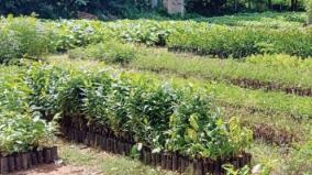 sales-of-fruit-plants-affected-due-to-lack-of-rain-on-arur-region