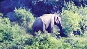 karnataka-elephants-on-the-rampage-scared-by-a-single-elephant-roaming-on-urigam-forest