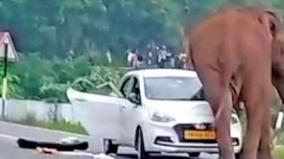 wild-elephant-damaged-a-car-on-kothagiri-mettupalayam-road