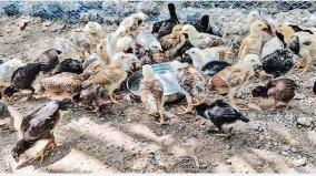 young-man-rearing-country-chickens-in-madurai