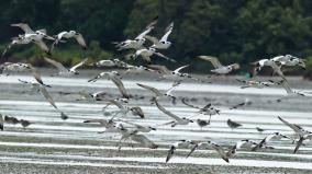 black-winged-stilt-birds-breeding-in-tamil-nadu-was-discovered