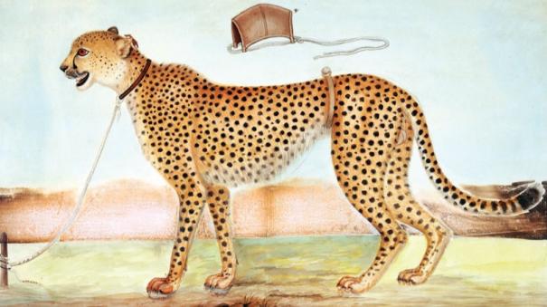Cheetah of Tamilnadu