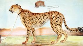cheetah-of-tamilnadu