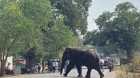 movement-of-magna-elephant-on-valparai-forest-department-continues-monitoring