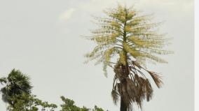 villupuram-30-40-000-palm-trees-on-the-brink-of-extinction