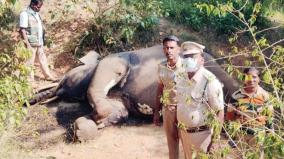 male-elephant-shot-dead