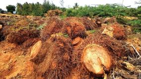 farmers-cut-the-coconuts-trees-in-uthamapalayam