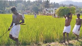 tribals-celebrated-paddy-festival-in-gudalur