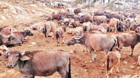 livestock-insurance-issue-in-masinagudi
