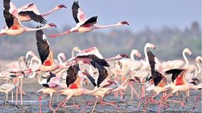 birds-flocking-to-palaverkadu-lake