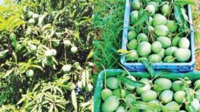 60-damage-to-mid-season-mango-yield-on-krishnagiri-and-pochampalli-areas