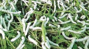 silk-cultivation-is-profitable