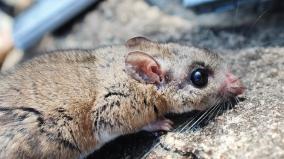 endangered-rare-rock-rat-in-yercaud